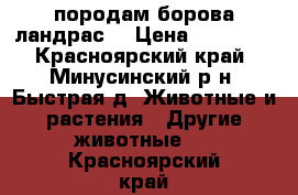 породам борова ландрас  › Цена ­ 18 000 - Красноярский край, Минусинский р-н, Быстрая д. Животные и растения » Другие животные   . Красноярский край